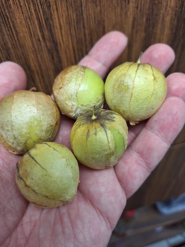 Mramorri tomatillo, Physalis ixocarpa, padlizsán